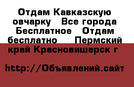 Отдам Кавказскую овчарку - Все города Бесплатное » Отдам бесплатно   . Пермский край,Красновишерск г.